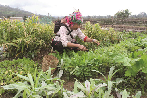 Nghiên cứu tác động về chương trình “Phát triển nông thôn” của Hội phụ nữ tỉnh Lào Cai